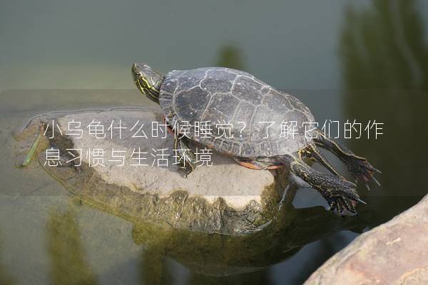 小乌龟什么时候睡觉？了解它们的作息习惯与生活环境