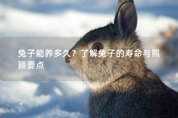 兔子能养多久？了解兔子的寿命与照顾要点