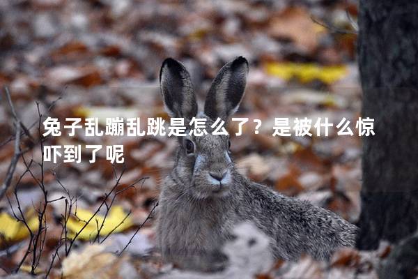 兔子乱蹦乱跳是怎么了？是被什么惊吓到了呢