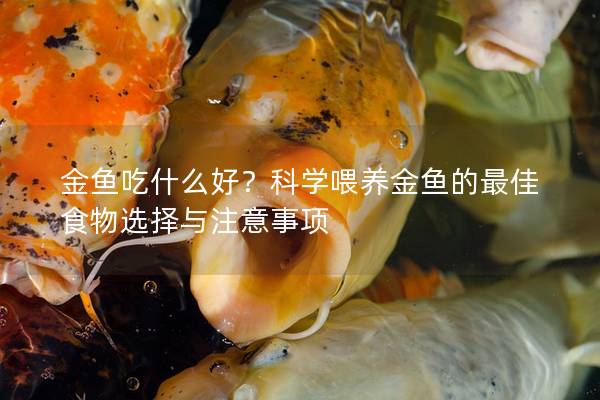 金鱼吃什么好？科学喂养金鱼的最佳食物选择与注意事项