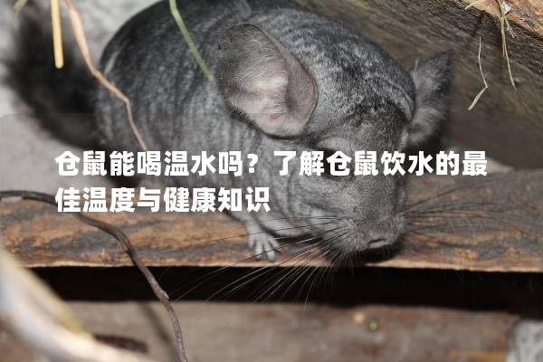仓鼠能喝温水吗？了解仓鼠饮水的最佳温度与健康知识