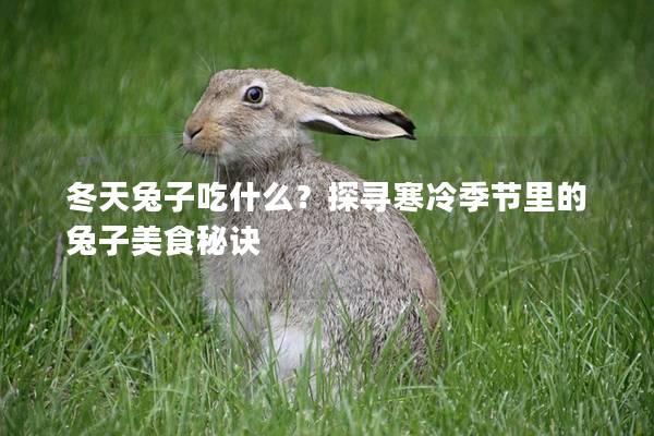 冬天兔子吃什么？探寻寒冷季节里的兔子美食秘诀