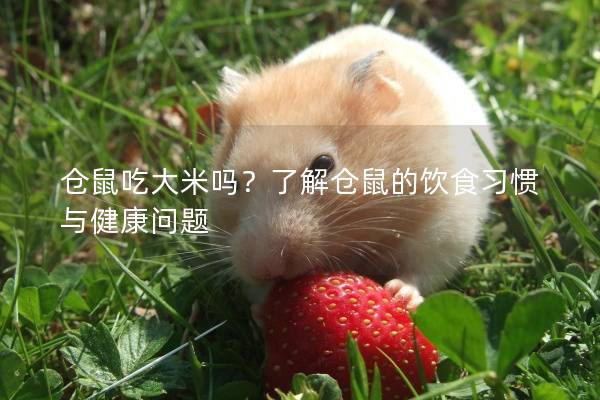 仓鼠吃大米吗？了解仓鼠的饮食习惯与健康问题