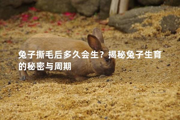 兔子撕毛后多久会生？揭秘兔子生育的秘密与周期