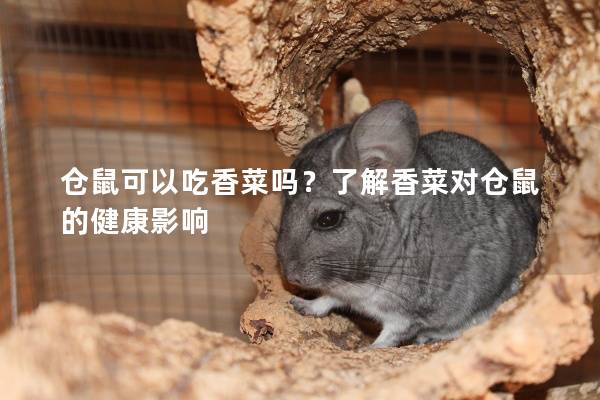 仓鼠可以吃香菜吗？了解香菜对仓鼠的健康影响
