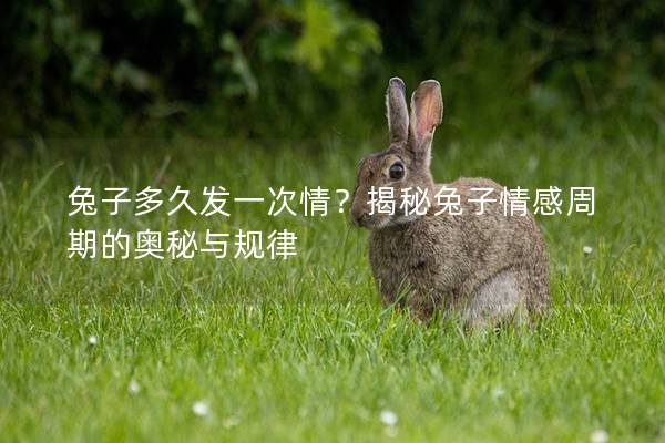 兔子多久发一次情？揭秘兔子情感周期的奥秘与规律