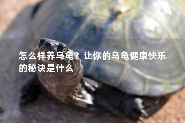 怎么样养乌龟？让你的乌龟健康快乐的秘诀是什么