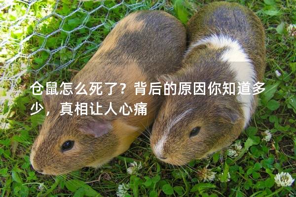仓鼠怎么死了？背后的原因你知道多少，真相让人心痛