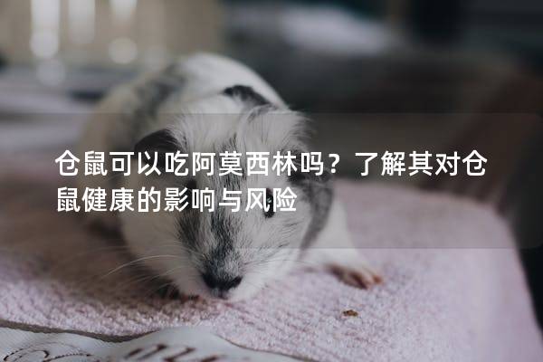 仓鼠可以吃阿莫西林吗？了解其对仓鼠健康的影响与风险