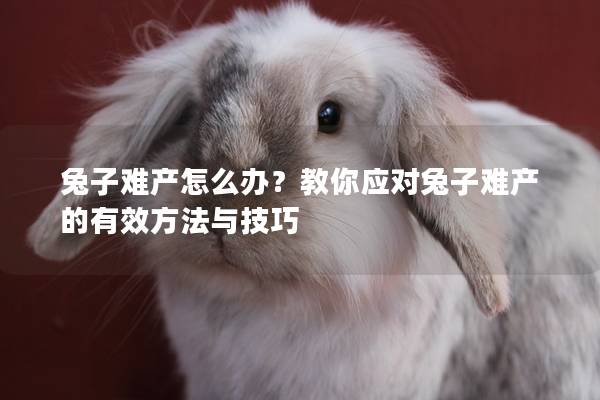 兔子难产怎么办？教你应对兔子难产的有效方法与技巧