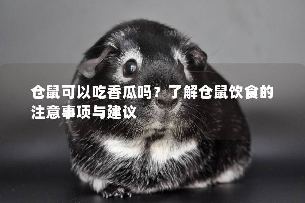 仓鼠可以吃香瓜吗？了解仓鼠饮食的注意事项与建议