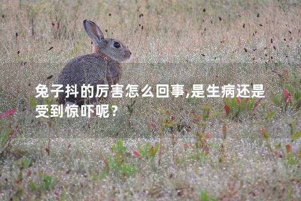 兔子抖的厉害怎么回事,是生病还是受到惊吓呢？