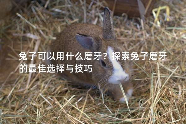 兔子可以用什么磨牙？探索兔子磨牙的最佳选择与技巧