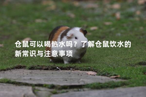 仓鼠可以喝热水吗？了解仓鼠饮水的新常识与注意事项