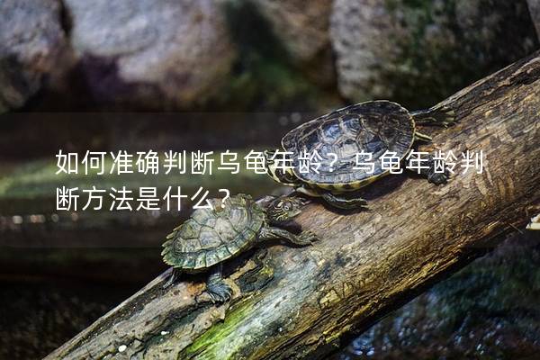 如何准确判断乌龟年龄？乌龟年龄判断方法是什么？