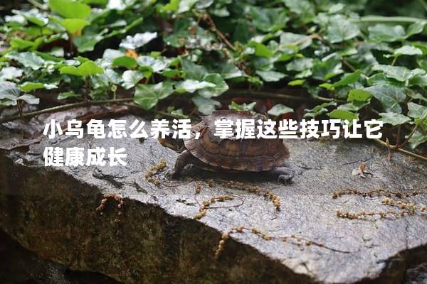 小乌龟怎么养活，掌握这些技巧让它健康成长