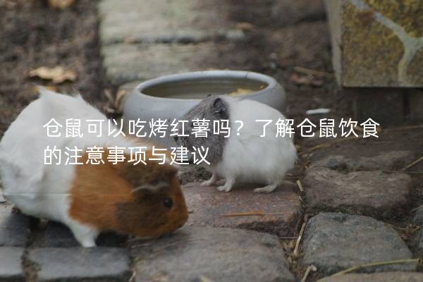 仓鼠可以吃烤红薯吗？了解仓鼠饮食的注意事项与建议