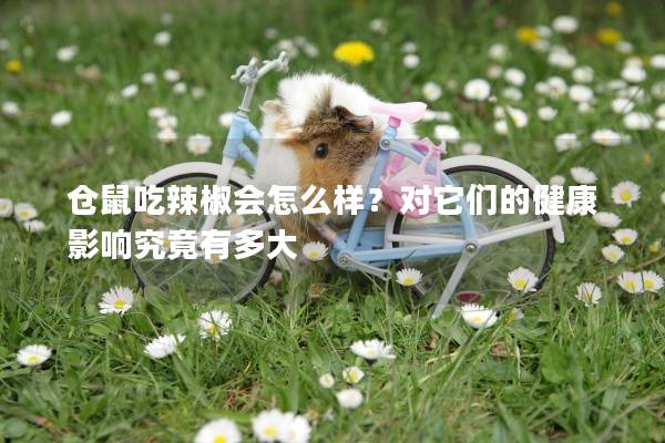 仓鼠吃辣椒会怎么样？对它们的健康影响究竟有多大