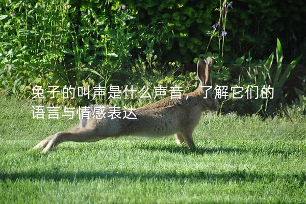 兔子的叫声是什么声音，了解它们的语言与情感表达