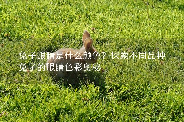 兔子眼睛是什么颜色？探索不同品种兔子的眼睛色彩奥秘