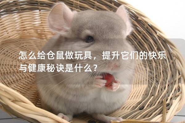 怎么给仓鼠做玩具，提升它们的快乐与健康秘诀是什么？