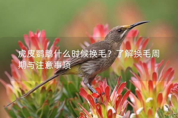 虎皮鹦鹉什么时候换毛？了解换毛周期与注意事项