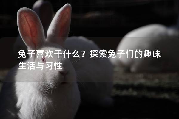 兔子喜欢干什么？探索兔子们的趣味生活与习性