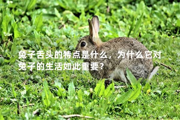 兔子舌头的特点是什么，为什么它对兔子的生活如此重要？