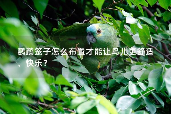 鹦鹉笼子怎么布置才能让鸟儿更舒适、快乐？