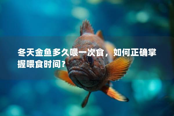 冬天金鱼多久喂一次食，如何正确掌握喂食时间？