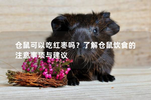 仓鼠可以吃红枣吗？了解仓鼠饮食的注意事项与建议