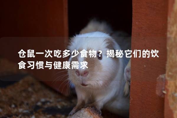 仓鼠一次吃多少食物？揭秘它们的饮食习惯与健康需求