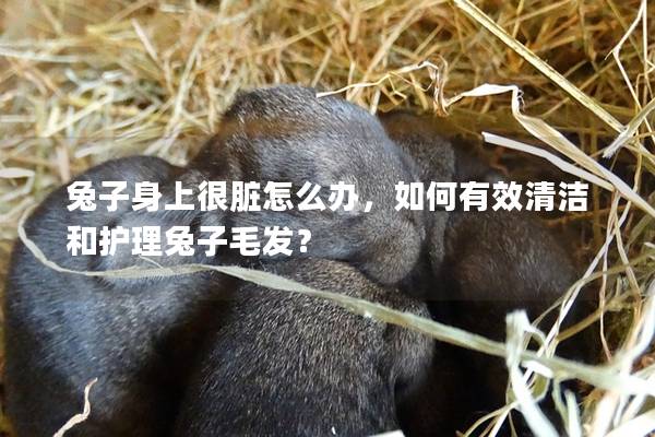 兔子身上很脏怎么办，如何有效清洁和护理兔子毛发？
