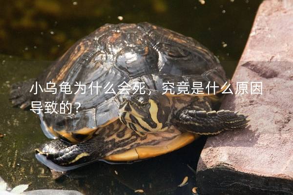 小乌龟为什么会死，究竟是什么原因导致的？