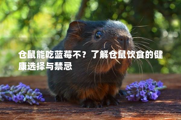 仓鼠能吃蓝莓不？了解仓鼠饮食的健康选择与禁忌