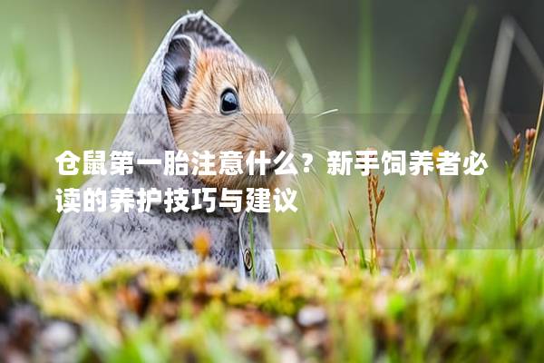 仓鼠第一胎注意什么？新手饲养者必读的养护技巧与建议