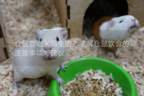 仓鼠能吃米吗生的？了解仓鼠饮食的注意事项与建议