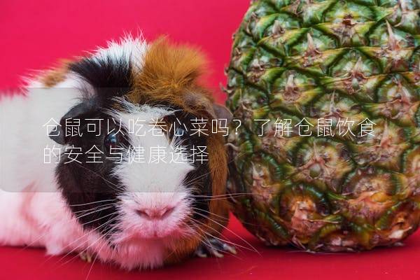 仓鼠可以吃卷心菜吗？了解仓鼠饮食的安全与健康选择