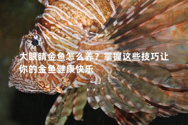 大眼睛金鱼怎么养？掌握这些技巧让你的金鱼健康快乐