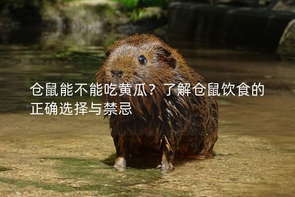 仓鼠能不能吃黄瓜？了解仓鼠饮食的正确选择与禁忌