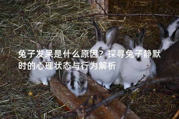 兔子发呆是什么原因？探寻兔子静默时的心理状态与行为解析