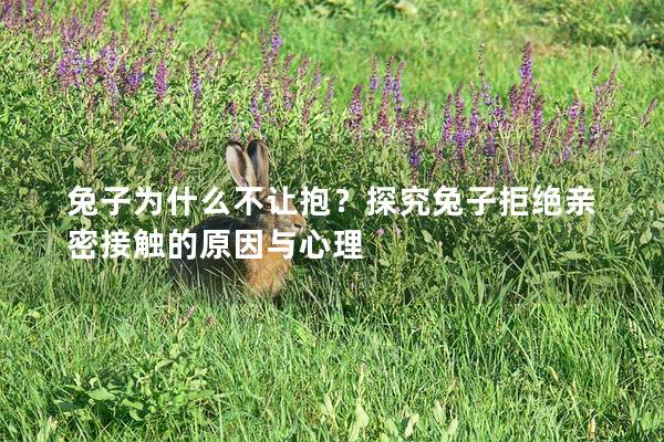兔子为什么不让抱？探究兔子拒绝亲密接触的原因与心理