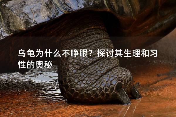 乌龟为什么不睁眼？探讨其生理和习性的奥秘