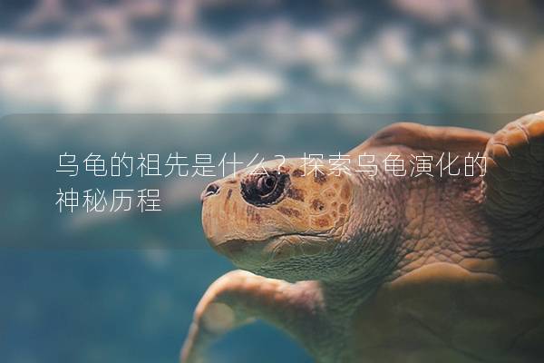 乌龟的祖先是什么？探索乌龟演化的神秘历程