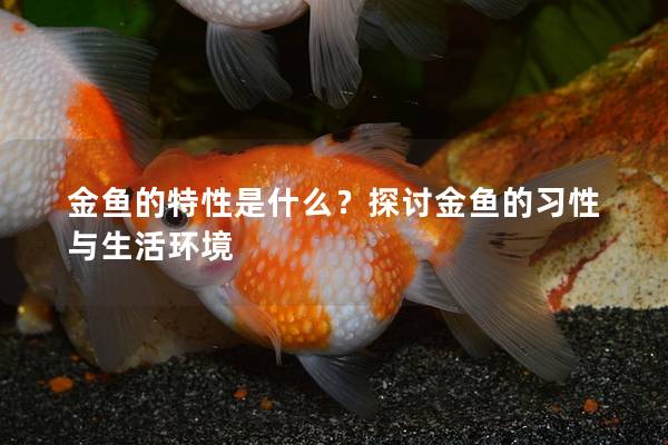 金鱼的特性是什么？探讨金鱼的习性与生活环境