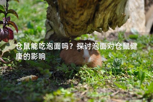 仓鼠能吃泡面吗？探讨泡面对仓鼠健康的影响