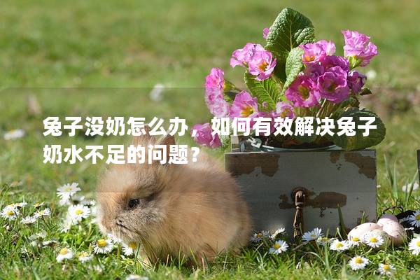 兔子没奶怎么办，如何有效解决兔子奶水不足的问题？
