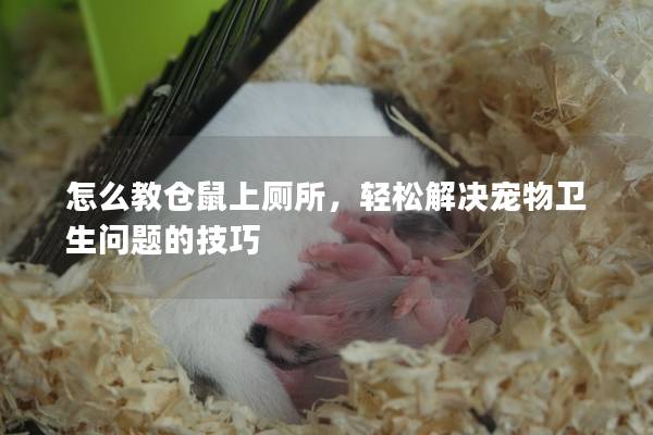 怎么教仓鼠上厕所，轻松解决宠物卫生问题的技巧