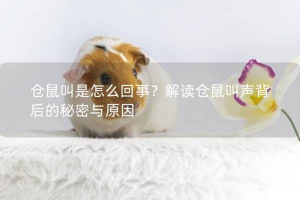 仓鼠叫是怎么回事？解读仓鼠叫声背后的秘密与原因