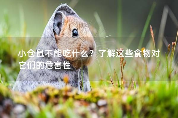 小仓鼠不能吃什么？了解这些食物对它们的危害性